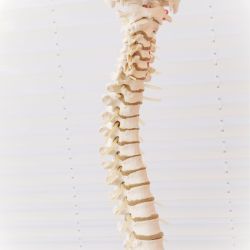 Prendre rendez-vous en ligne avec Marija ZAGER - Chiropracteur